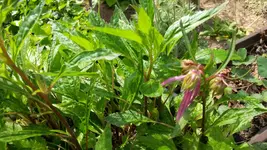 octopus glockenblume (2).webp