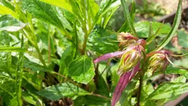 octopus glockenblume.webp