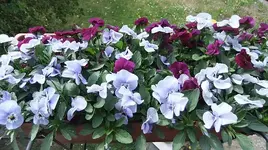 058.webp