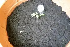 Black Cherry Endtopf.webp