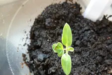 TinyTim 1.webp