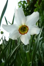 Dichternarzisse.webp