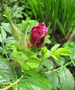 IMG_2492-002.webp