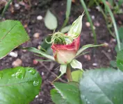 IMG_2479.jpg