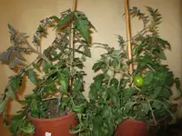 K1600_IMG_0262.webp