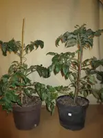 K1600_IMG_0263.webp