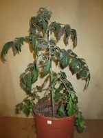 K1600_IMG_0264.webp