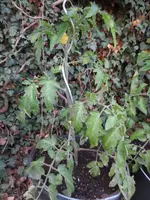 K1600_IMG_0252.webp