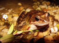 miniteich Frosch.webp