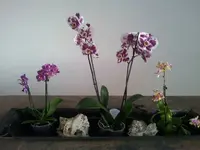 IMG-20140422-WA0005.webp
