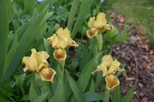 Orange Amber (1).webp