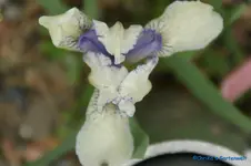 Lillyput 15cm.webp