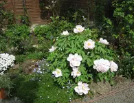 IMG_2428.webp