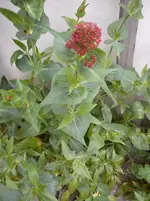 Skimmia evtl.webp