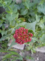 Skimmie Garagenwand#.webp