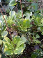 Gartenbilder Hartmann 23.04.2014 048.webp