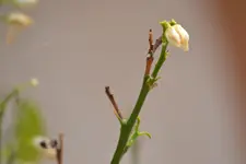 DSC_0571.webp DSC_0571.webp