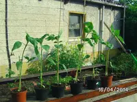 Sonnenblumen vorher.webp