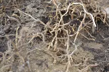 DSC_0585.webp DSC_0585.webp