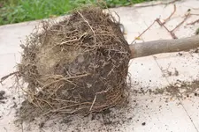 DSC_0586.webp DSC_0586.webp