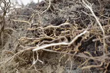 DSC_0587.webp DSC_0587.webp