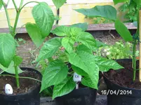 Antillais Caribian Habanero.webp