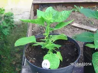 Fatalii White.webp