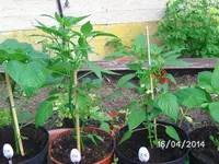 Golden Cayenne.webp