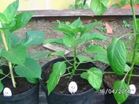 Habanero El Remo.webp