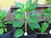 Habanero Pastel.webp