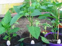 Joes Long Cayenne.webp