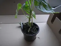tomate.webp