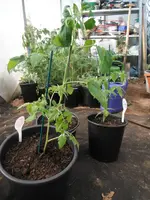 DSCF7752.webp