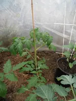 DSCF7754.webp