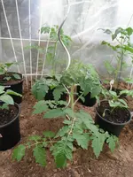 DSCF7755.webp