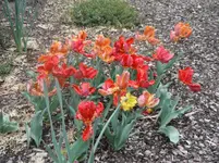 DSCF7747.webp