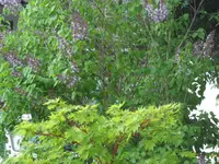 SAM_3688.webp
