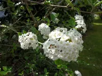 SAM_3681.webp