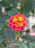 IMG_1943.1_1.webp