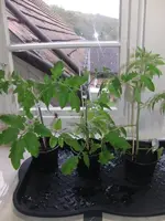 2014-04-18 Klein.webp