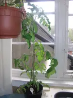 2014-04-18 Normal.webp