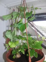 2014-04-18 Suesskartoffel.webp