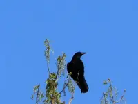 CIMG7341.webp