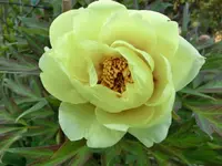 CIMG7351.webp