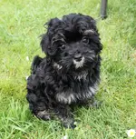 Bella 9.Wo.webp