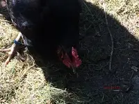 G_Buchsbaumzünsler_Huhn__24.04.2014_mr.ditschy.webp