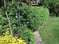 G_Buchsbaum_Hochbeet__24.04.2014_mr.ditschy.webp