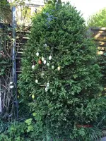 G_Buchsbaum_Kletterrose__24.04.2014_mr.ditschy.webp