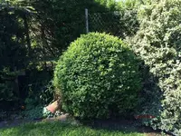 G_Buchsbaum_Schaukel_rechts__24.04.2014_mr.ditschy.webp
