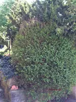 G_Buchsbaum_Teich_24.04.2014_mr.ditschy.webp
